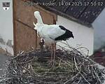 Capi_Dubne_20250414_175002.jpg