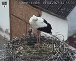 Capi_Dubne_20250414_175503.jpg