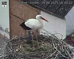 Capi_Dubne_20250414_180002.jpg