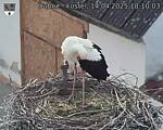 Capi_Dubne_20250414_181003.jpg