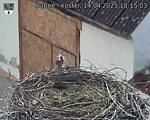 Capi_Dubne_20250414_181503.jpg