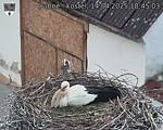 Capi_Dubne_20250414_184503.jpg
