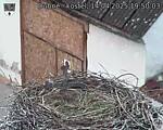 Capi_Dubne_20250414_195003.jpg