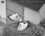 Capi_Dubne_20250414_201002.jpg