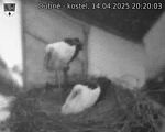 Capi_Dubne_20250414_202003.jpg