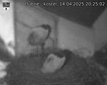 Capi_Dubne_20250414_202502.jpg