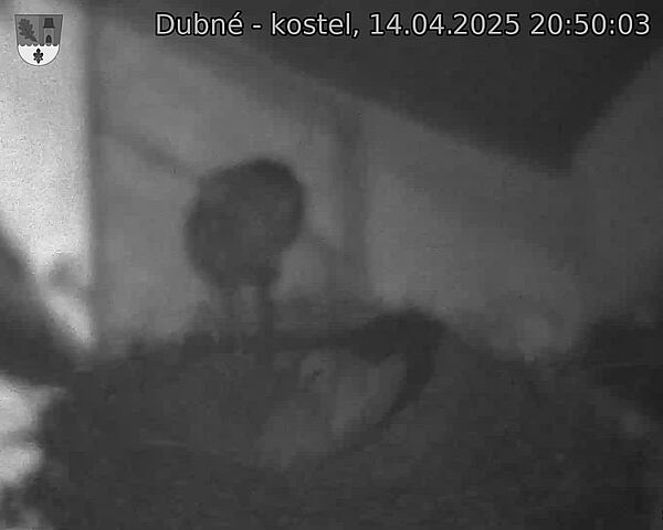 Capi_Dubne_20250414_205003.jpg (1350 x 1080)