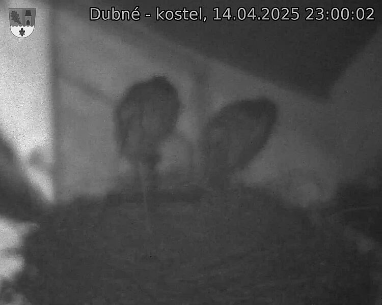 Capi_Dubne_20250414_230002.jpg (1350 x 1080)