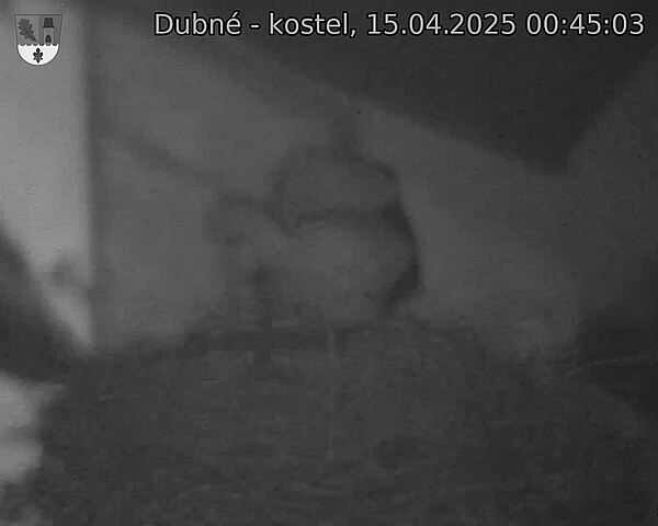 Capi_Dubne_20250415_004503.jpg (1350 x 1080)