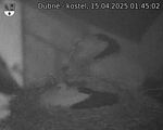 Capi_Dubne_20250415_014502.jpg