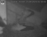 Capi_Dubne_20250415_015002.jpg