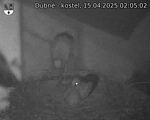 Capi_Dubne_20250415_020502.jpg