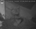 Capi_Dubne_20250415_022503.jpg