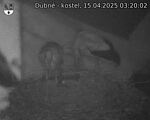 Capi_Dubne_20250415_032002.jpg