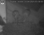 Capi_Dubne_20250415_033003.jpg