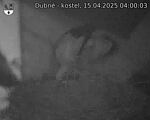 Capi_Dubne_20250415_040003.jpg