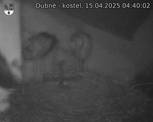 Capi_Dubne_20250415_044002.jpg (1350 x 1080)