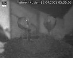 Capi_Dubne_20250415_053503.jpg