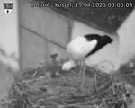 Capi_Dubne_20250415_060003.jpg