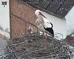 Capi_Dubne_20250415_060503.jpg