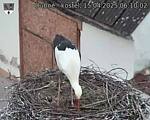 Capi_Dubne_20250415_061002.jpg