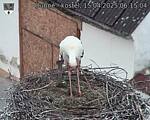 Capi_Dubne_20250415_061504.jpg