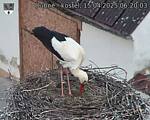 Capi_Dubne_20250415_062003.jpg