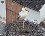 Capi_Dubne_20250415_062502.jpg