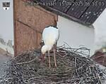 Capi_Dubne_20250415_063003.jpg
