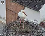 Capi_Dubne_20250415_063502.jpg
