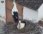 Capi_Dubne_20250415_064503.jpg