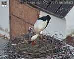 Capi_Dubne_20250415_065003.jpg