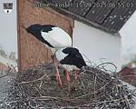 Capi_Dubne_20250415_065503.jpg