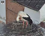 Capi_Dubne_20250415_070504.jpg