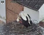 Capi_Dubne_20250415_071003.jpg