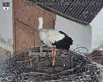 Capi_Dubne_20250415_072002.jpg
