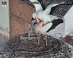 Capi_Dubne_20250415_073003.jpg