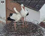Capi_Dubne_20250415_073503.jpg