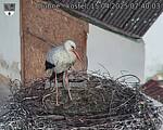 Capi_Dubne_20250415_074003.jpg