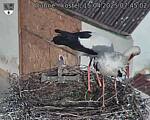 Capi_Dubne_20250415_074502.jpg