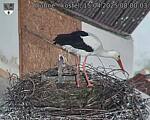 Capi_Dubne_20250415_080003.jpg