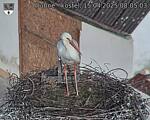 Capi_Dubne_20250415_080503.jpg