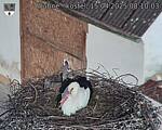 Capi_Dubne_20250415_081003.jpg
