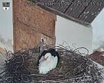 Capi_Dubne_20250415_081502.jpg