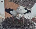 Capi_Dubne_20250415_082503.jpg