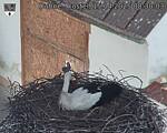 Capi_Dubne_20250415_083003.jpg