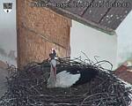 Capi_Dubne_20250415_083503.jpg