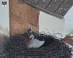 Capi_Dubne_20250415_084002.jpg