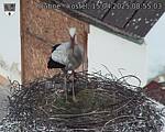 Capi_Dubne_20250415_085503.jpg