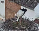 Capi_Dubne_20250415_090503.jpg